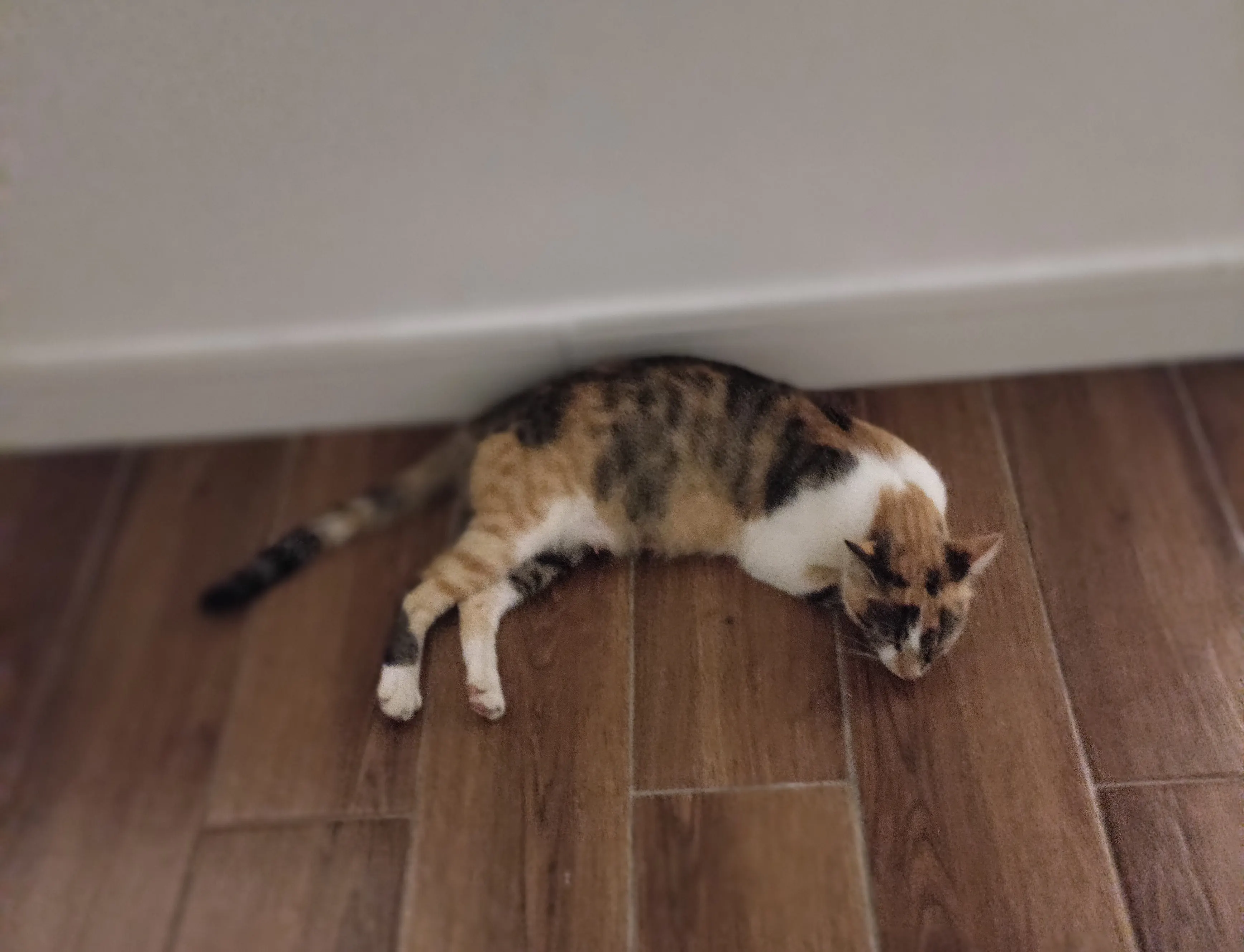 Ginger sleeping